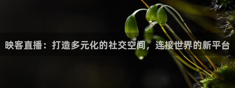 833体育直播在线观看：映客直播：打造多元化的社交空间，连接世界的新平台