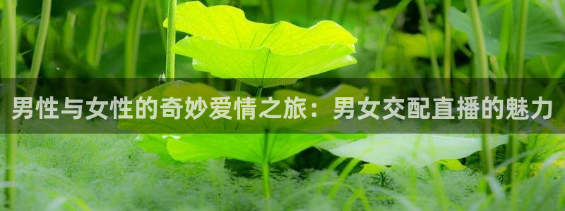 833直播体育免费入口：男性与女性的奇妙爱情之旅：男女交配直播的魅力
