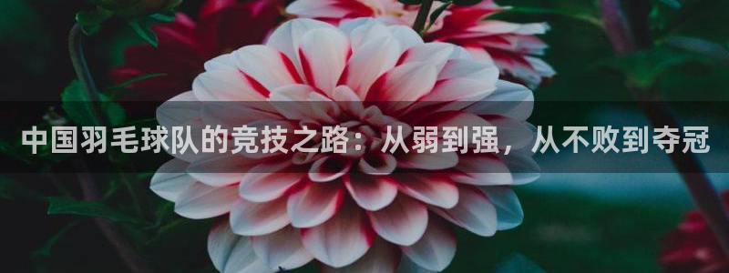 833体育免费直播平台：中国羽毛球队的竞技之路：从弱到强，从不败到夺冠