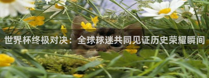 833直播足球直播：世界杯终极对决：全球球迷共同见证历史荣耀瞬间
